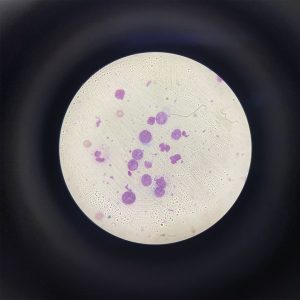 ¿Por qué los exámenes de laboratorio son fundamentales para la salud de tu mascota?