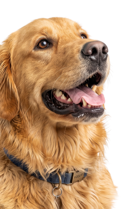 Perro Centro Animal